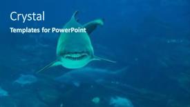  Presentation with shark - Cool new theme with tiger shark approaching backdrop and a ocean colored foreground