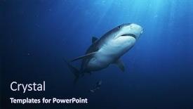  Presentation with shark - Colorful slides enhanced with tiger shark galelcerdo cuvieri underwater backdrop and a navy blue colored foreground