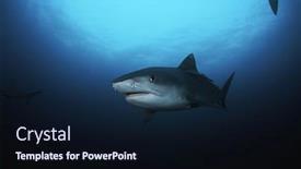  Presentation with shark - PPT theme enhanced with tiger shark galelcerdo cuvieri underwater background and a wine colored foreground