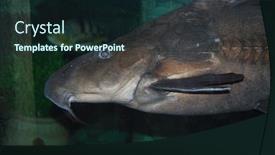  Presentation with fish aquarium - Colorful theme enhanced with tiger shovelnose fish in aquarium backdrop and a wine colored foreground