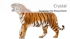 Presentation with tiger - Audience pleasing presentation theme consisting of tiger-showing-hir-tooth-looking backdrop and a white colored foreground
