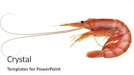  Presentation with tiger shrimp - PPT layouts consisting of tiger shrimp isolated on white background and a white colored foreground