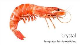  Presentation with tiger shrimp - Audience pleasing PPT theme consisting of tiger shrimp isolated on white backdrop and a white colored foreground