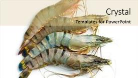  Presentation with tiger shrimp - PPT theme enhanced with tiger shrimps on white background background and a yellow colored foreground