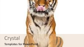  Presentation with tiger - Slide deck having tiger-sitting-and-cleanning-itself background and a coral colored foreground