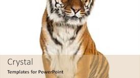  Presentation with tiger - Amazing presentation theme having tiger-sitting-in-front backdrop and a coral colored foreground