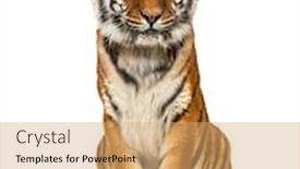  Presentation with tiger - PPT theme having tiger-sitting-isolated-on-white background and a coral colored foreground