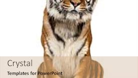  Presentation with tiger - Presentation design featuring tiger-sitting-isolated-on-white background and a coral colored foreground