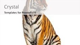  Presentation with tiger - Presentation theme consisting of tiger-sitting-isolated-on-white background and a white colored foreground