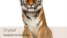  Presentation with tiger - Audience pleasing slide set consisting of tiger-sitting-looking backdrop and a coral colored foreground