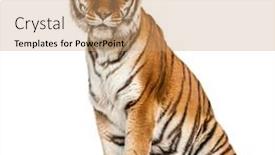  Presentation with tiger - Cool new slide deck with tiger-sitting-proudly-isolated backdrop and a coral colored foreground