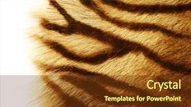  Presentation with tiger - Presentation theme having tiger skin over white background and a tawny brown colored foreground
