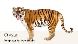  Presentation with tiger - Slide set featuring tiger-sniffing-making-a-face background and a lemonade colored foreground