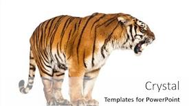  Presentation with tiger - Slide deck consisting of tiger-standing-and-growling background and a white colored foreground