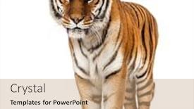  Presentation with tiger - Presentation design consisting of tiger-standing-on-a-white background and a coral colored foreground