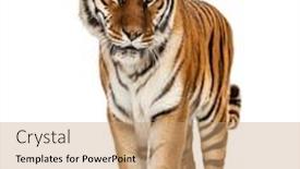  Presentation with tiger - Presentation theme with tiger-standing-on-a-white background and a coral colored foreground