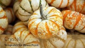  Presentation with tiger - Presentation theme having tiger-striped-pumpkins-orange background and a gold colored foreground