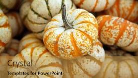  Presentation with tiger - Presentation theme with tiger-striped-pumpkins-orange background and a gold colored foreground