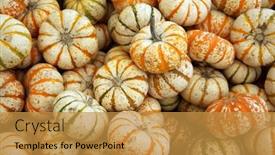  Presentation with tiger - Slides enhanced with tiger-striped-pumpkins-orange background and a gold colored foreground