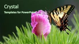  Presentation with swallow - Cool new presentation design with tiger swallow tail butter fly backdrop and a tawny brown colored foreground