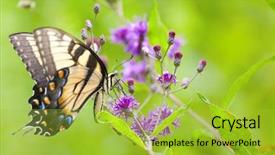  Presentation with tiger - Amazing presentation theme having side view of an attractive young woman receiving back mask cream at spa center backdrop and a lemonade colored foreground.