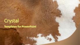  Presentation with cow pattern - Theme having tigerprint - brown fur carpet with cow background and a tawny brown colored foreground