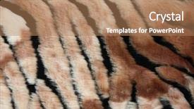  Presentation with tiger orchid close up petal - PPT theme with tigerprint - close-up of fur background background and a coral colored foreground
