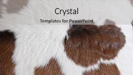  Presentation with cow pattern - PPT theme with tigerprint - fur carpet with cow skin background and a light gray colored foreground