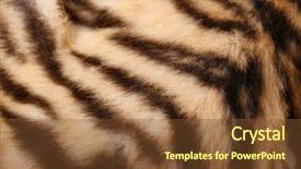  Presentation with tiger - Audience pleasing theme consisting of tigerprint - tiger fur texture backdrop and a tawny brown colored foreground