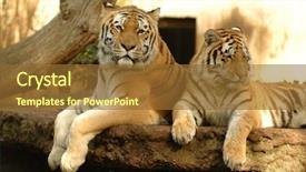  Presentation with light shade nluie - Presentation theme having tigers resting in the shade background and a tawny brown colored foreground