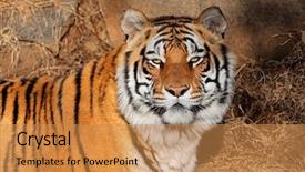  Presentation with tiger - PPT theme with tigris bengalensis in natural habitat background and a gold colored foreground