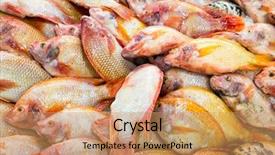  Presentation with market - Beautiful PPT layouts featuring tilapia at the thailand fish backdrop and a coral colored foreground