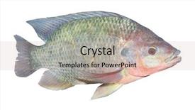  Presentation with important - Slide deck having tilapia fish oreochromis mossambicus isolated background and a coral colored foreground
