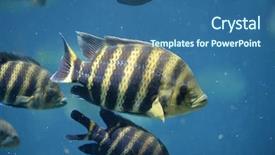  Presentation with underwater - PPT theme featuring tilapia fish underwater background and a ocean colored foreground