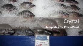 Presentation with ponds - Slides with tilapia-tilapia-fish-on-ice background and a gray colored foreground