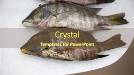  Presentation with ponds - Slides consisting of tilapia-tilapia-fish-on-ice background and a violet colored foreground