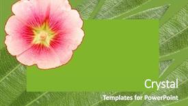  Presentation with jungle - Cool new presentation theme with tiles matching - jungle flower background backdrop and a  colored foreground