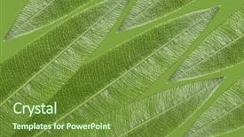  Presentation with green foliage - Amazing slides having tiles matching - jungle green foliage background backdrop and a tawny brown colored foreground