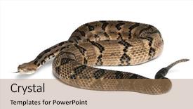  Presentation with timber harvest thanksgiving - Audience pleasing slide set consisting of timber rattlesnake - crotalus horridus atricaudatus poisonous white background backdrop and a coral colored foreground