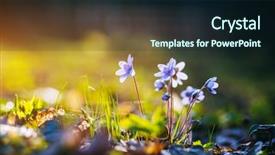  Presentation with woods - Slide set having time beauty of earth ukraine background and a wine colored foreground