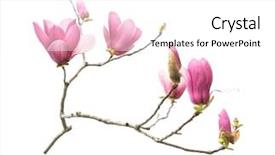  Presentation with magnolia - Amazing presentation design having time frame - closeup of magnolia tree blossom backdrop and a white colored foreground