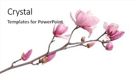  Presentation with magnolia - PPT layouts having time frame - magnolia blossom isolated on white background and a white colored foreground