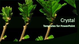  Presentation with hibiscus - PPT theme enhanced with time lapse series of hibiscus background and a wine colored foreground