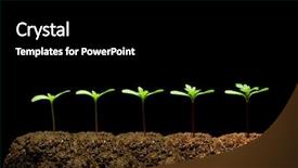  Presentation with seedling - PPT theme consisting of time-lapse series of images background and a black colored foreground