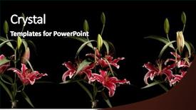  Presentation with lily lotus flower water - Colorful theme enhanced with time lapse series of lily backdrop and a black colored foreground