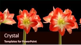  Presentation with blooming lotus flower of pink - Slides with time lapse series of red background and a wine colored foreground