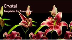  Presentation with lily flower - PPT theme enhanced with time-lapse series background and a wine colored foreground