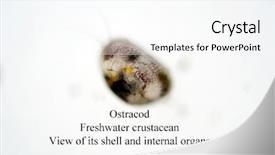  Presentation with ostracod - Cool new presentation design with times its actual size taken backdrop and a cool aqua colored foreground