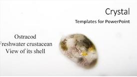  Presentation with ostracod - Theme consisting of times its actual size taken background and a white colored foreground