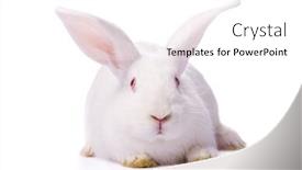  Presentation with rabbit - PPT layouts enhanced with timid-young-white-rabbit-isolated background and a white colored foreground